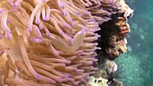 Waving sea anemone tentacles