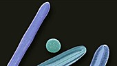 Diatoms, SEM