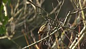 Goldfinch feeding on alder