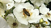 Honey bee visiting blossoms