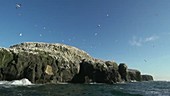 Gannet colony, Wales, UK