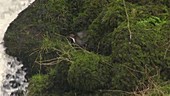 White-throated dipper