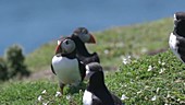 Atlantic puffin on cliff top