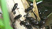 Common toad juveniles