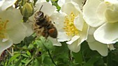Bee on rose flowers, high-speed