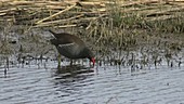 Common moorhen