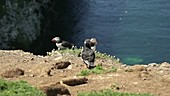 Atlantic puffin