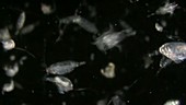 Marine zooplankton swimming