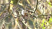 Goldfinch feeding on alder