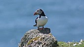 Atlantic puffin taking flight