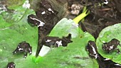 Common toad metamorphosis