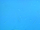 Zebra finch sperm, light microscopy