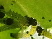 Caterpillars feeding on a leaf