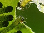 Caterpillars feeding on a leaf