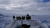 Husky dog sled team, Greenland