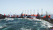 Traditional tuna fishing, Spain