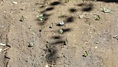 Ant chasing butterflies, Malawi