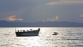 Cormorants on a boat at dusk, Malawi