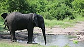 African elephant drinking, Malawi