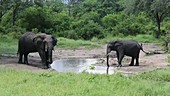 African elephants, Malawi