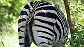 Grant's Zebra, Malawi