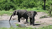 African elephants, Malawi