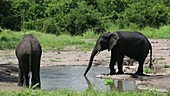 African elephants drinking, Malawi