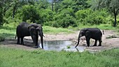 African elephants drinking, Malawi