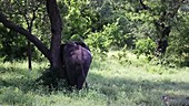 African elephant scratching, Malawi