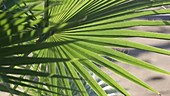 Palm fronds