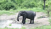 African elephant, Malawi