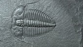 Fossil trilobite Olenus truncatus