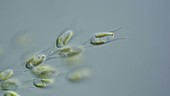 Dinobryon algal colony, light microscopy
