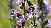 Bumblebee on Echium vulgare