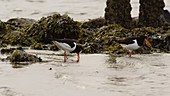 Oystercatchers foraging
