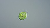 Haematococcus algal cell, light microscopy