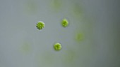 Eudorina algal colony, light microscopy