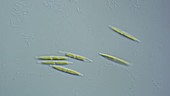 Nitzschia diatoms, light microscopy