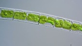 Mougeotia alga strand, light microscopy