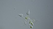 Stokesiella flagellates, light microscopy