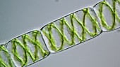 Spirogyra alga strand, light microscopy