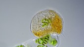 Vampyrella feeding on algae, time-lapse