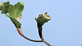 Beech leaves opening