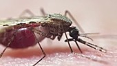 Anopheles mosquito feeding on skin