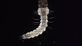 Malaria mosquito larva, light microscopy