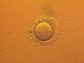 Human fertilisation, light microscope