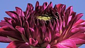 Dahlia flower opening, timelapse