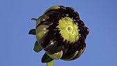 Dahlia flower bud, timelapse