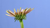 Echinacea flower, timelapse