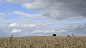 Wheat field, timelapse